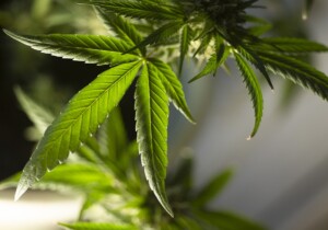 Tutti i vantaggi di coltivare la cannabis con le talee