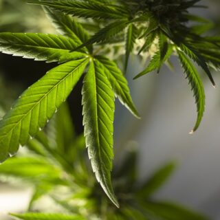 Tutti i vantaggi di coltivare la cannabis con le talee